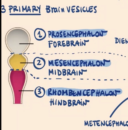 <p>1) Prosencephalon (most anterior)</p><p>2) Mesencephalon</p><p>3) Rhombencephalon </p>