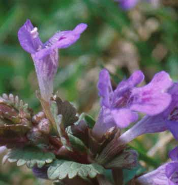 <p>Identify the weed</p>