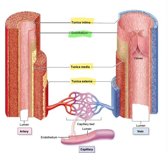 <p>middle layer, circularly arranged smooth muscle fibers, largest layer in arteries, sympathetic innervation casues </p>
