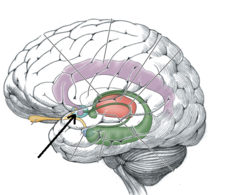 <p>(feature), top of Fornix, meets Septum pellucidum </p><p>*Board Question: One of the "pleasure centers" affected by addictive drugs*</p>