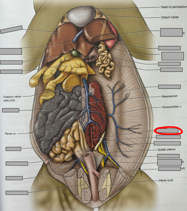 <p>What part of the organism is this?</p>