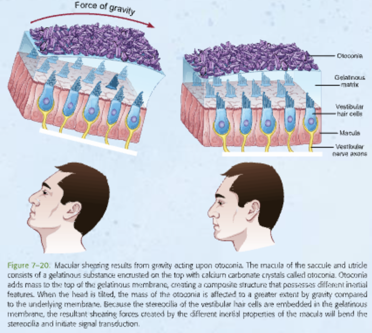<p><strong>Describe the otolithic organs including their names, where they are located, the maculae, otolithic membrane, and otoconia. How are action potentials generated in the vestibular nerve axons?</strong></p>