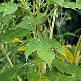 <p>Ambrosia trifida</p>