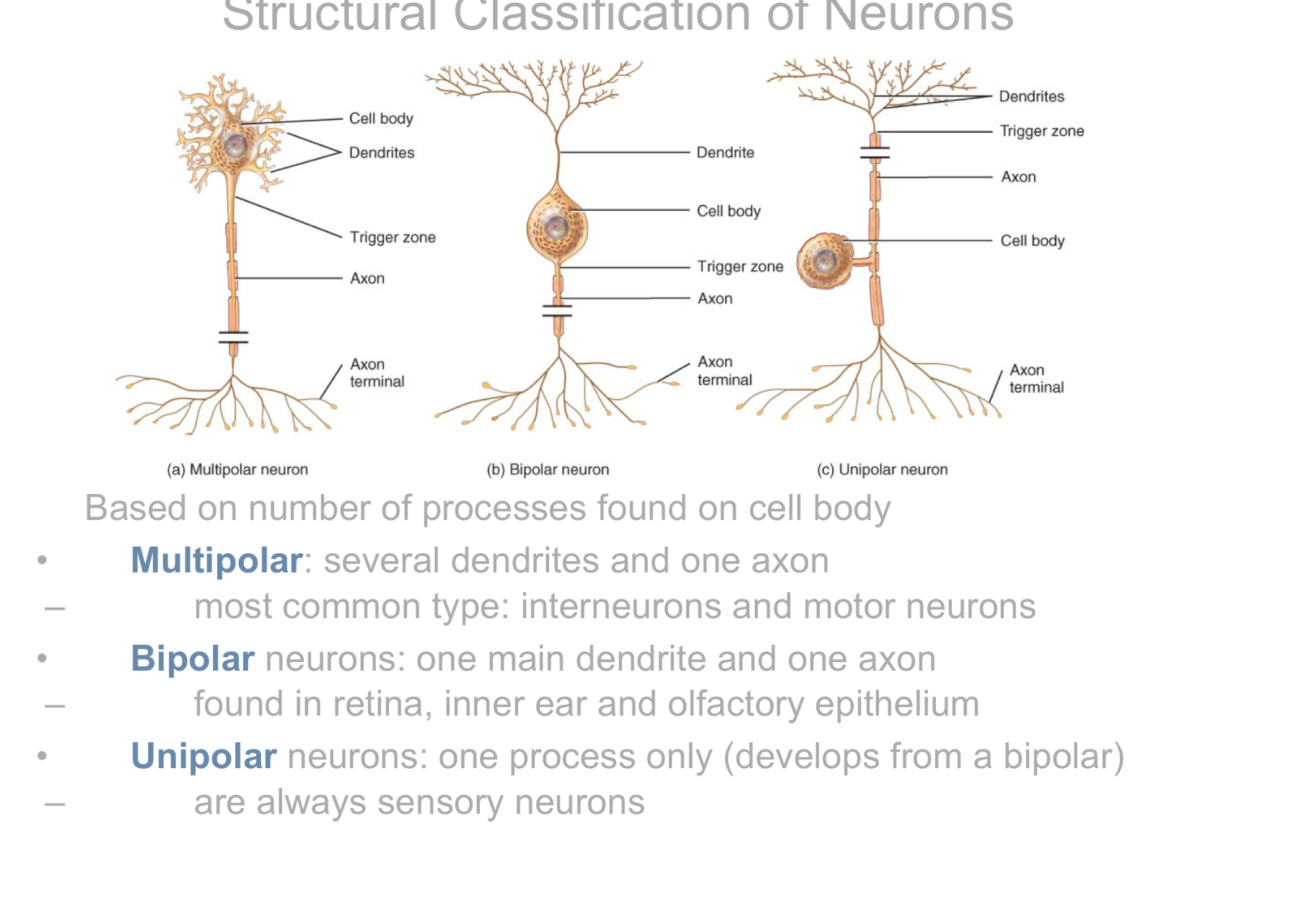 <p>Based on number of processes found on cell body</p><p>• Multipolar: several dendrites and one axon</p><p>– most common type: interneurons and motor neurons</p><p>• Bipolar neurons: one main dendrite and one axon</p><p>– found in retina, inner ear and olfactory epithelium</p><p>• Unipolar neurons: one process only (develops from a bipolar)</p><p>– are always sensory neurons</p>