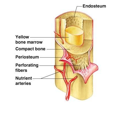 <p>Endosteum</p>