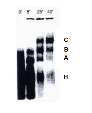 <p>Protein + RNA. Represents the time delay it takes for proper factor association to form snRNP = STEPWISE PROCESS. A is precursor to B, is precursor to C. C is the one which actual splices (causes the splicing to occur late). H=heterogenus mixtures.</p>