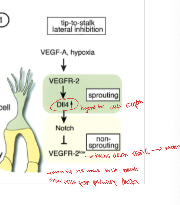<p>the cell that gets the delta ligand out to its cell surface. the presence of delta is then an inhibitor for the creation of the VEGF-2 delta which is why the rest of teh cells cant make it</p><p></p>