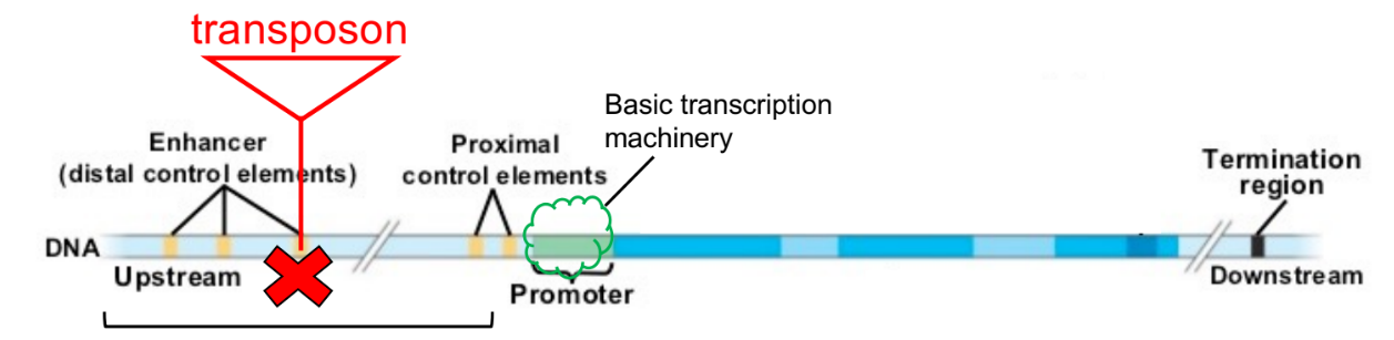 <ul><li><p>gene is <u>expressed in different areas</u>/different tissues (← pattern)</p></li><li><p><u>amount of RNA</u> expression (from RNA transcription) &amp; amount of <u>protein </u>changes </p></li></ul><p>BUT </p><ul><li><p><strong><u>protein made is normal</u></strong> (just the amount of protein changes) <span style="color: rgb(218, 114, 223);">b/c has no effect on transcription units, which code for RNA</span></p></li></ul><p>^ basically functions of enhancers</p>