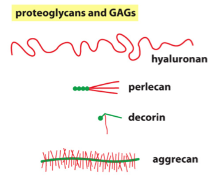 <p>Det er en stor GAG, som ikke nødvendigvis er koblet til et core-protein som klassiske proteoglykane</p>