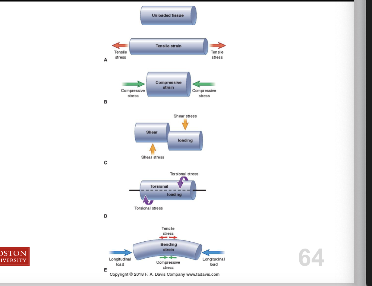 <p><span><strong>Load:</strong> any force applied to a tissue<br></span></p><p><span><strong>Deformation: </strong>the result of an applied force</span></p><ul><li><p><span>Tensile loads create elongation</span></p></li><li><p><span>Compressive loads create compression</span></p></li></ul><p></p><p><span><strong>Stiffness:</strong> resistance to deformation</span></p><p></p><p><span><strong>Compliance: </strong>ease of deformation<br></span></p><p><span><strong>Stress:</strong> Force per unit area (S= F/A)<br></span></p><p><span><strong>Strain:</strong> % change in length (L2-L1)/L1</span></p><p></p>