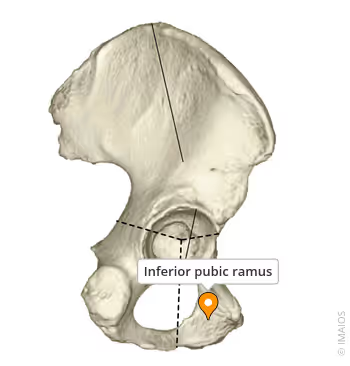 <p>What landmark within <strong>Pubis</strong></p>