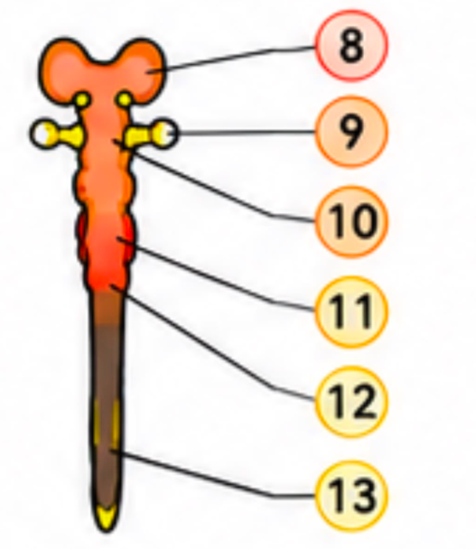 <p>10</p>