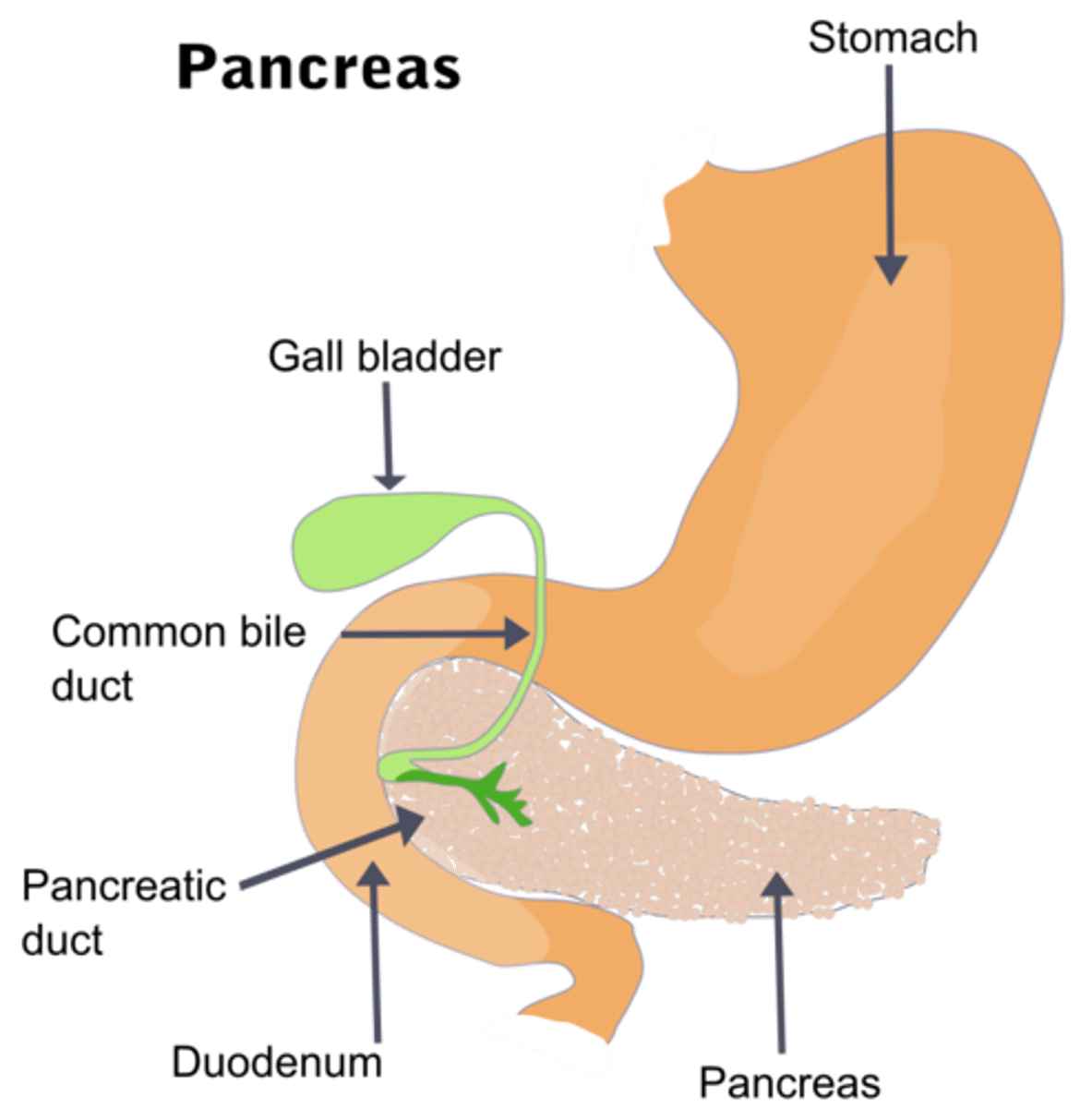 <p>duodenum; pancreatic duct</p>