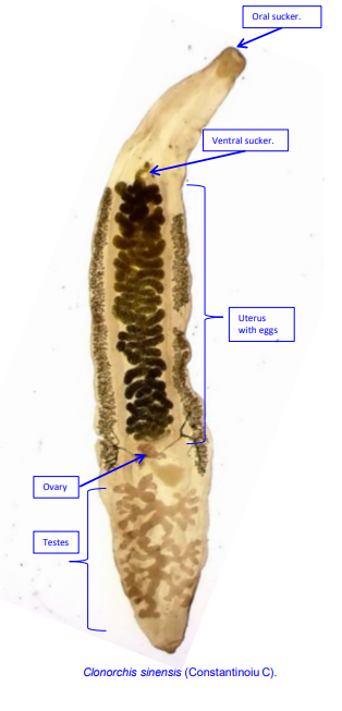 <p>What is an important food born zoonotic trematode </p>