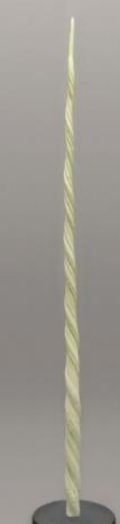 <p>Narwhal Tusk (Cast) Specimen Fast Facts</p>