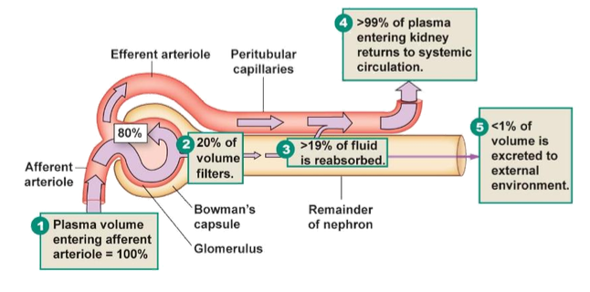 <p>It leaves via the efferent arteriole</p>