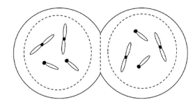 <p>What is this phase of mitosis?</p>