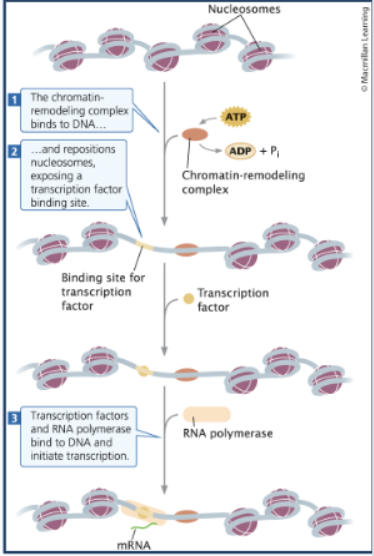 <p><span>Chromatin remodeling</span></p>