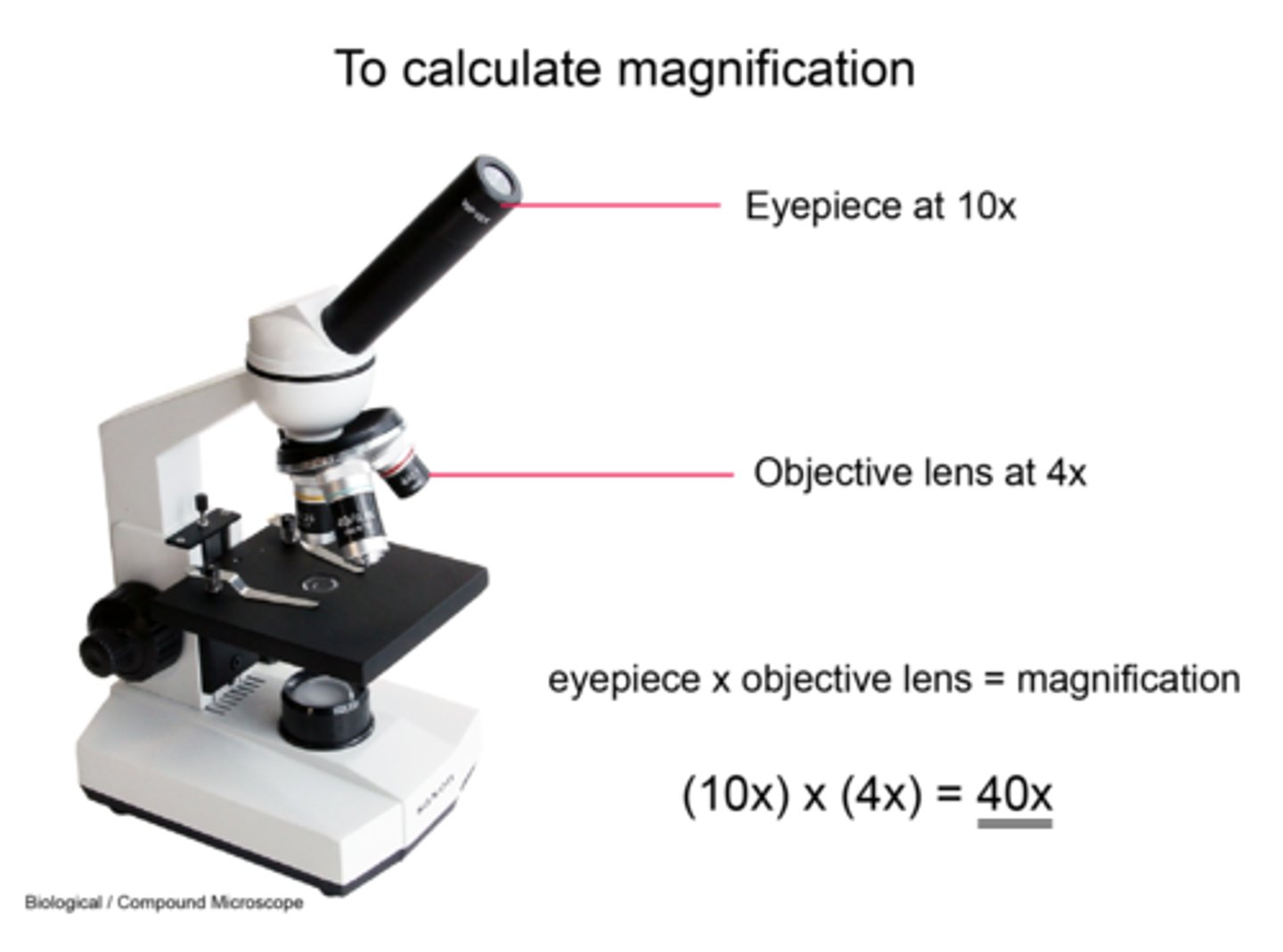 <p>Total magnification = Eyepiece magnification ร Objective lens magnification</p><p>e.g. 10x eyepiece ร 40x objective = 400x total magnification.</p>