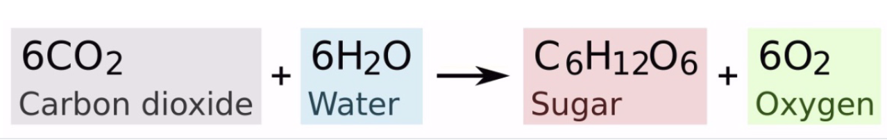 <p>Assess the entropy changes that occur during photosynthesis. Which of the following would you expect to be true? Select all that apply.</p><p><strong>a) </strong>the entropy change is favorable.</p><p><strong>b) </strong>the entropy change is unfavorable.</p><p><strong>c) </strong>the reaction creates more order.</p><p><strong>d) </strong>the reaction creates more disorder.</p><p><strong>e) </strong>ΔS is a positive number.</p><p><strong>f) </strong>ΔS is a negative number.</p>