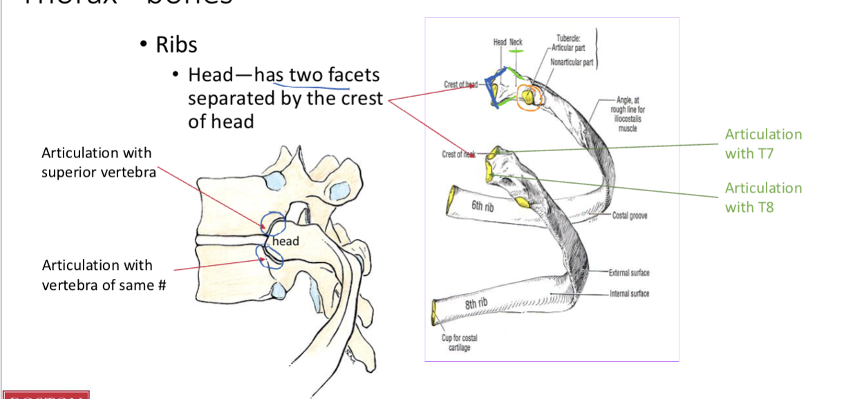 <p><br>Head</p><ul><li><p>has two facets separated by the crest of head</p></li><li><p>has 2 facets - 1 that articulates with T7 and another that articulates with T8</p></li><li><p>is <strong>posterior </strong>and <strong>medial </strong>b/c it articulates w/ verterbra</p></li></ul><p></p><p></p><p>Neck</p><ul><li><p>narrowing after the head, contains the tubercle, with a facet<br>that articulates to the transverse process of the vertebra<br></p></li></ul><p>R6 articulates w/ T5</p><p></p><p></p><p></p><p></p>