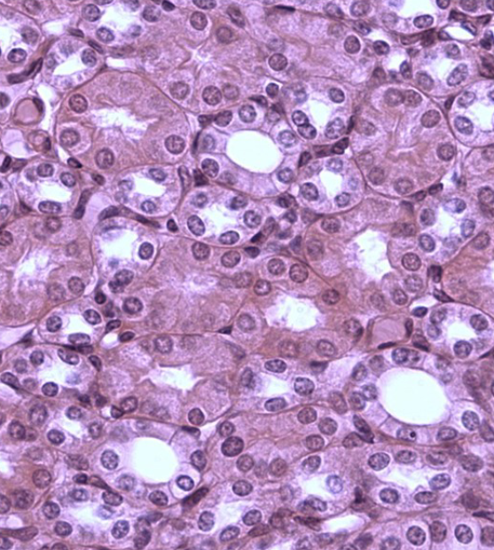 <p>identify the tissue</p>