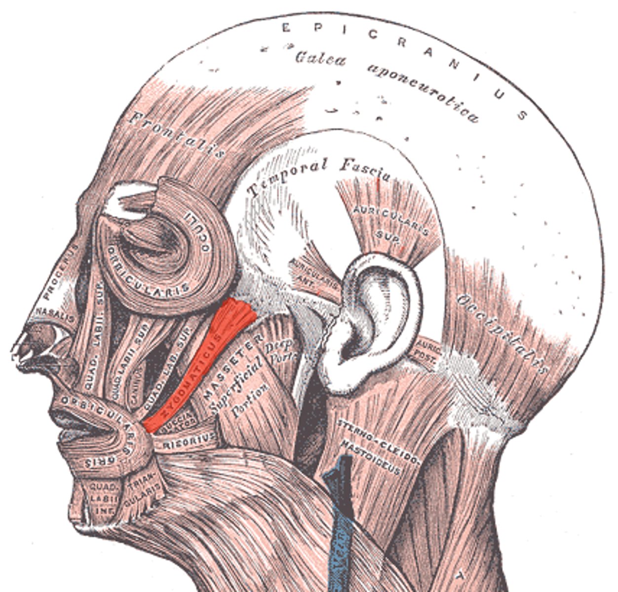 <p>Elevates corners of mouth and pulls laterally</p><p>O: zygomatic bone</p><p>I: skin of corner of mouth</p>