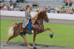 <p>Mainly black or all shades of Chestnut<br><br>From Tennessee in the mid-19th century</p><p><br>Used on plantations<br><br>Developed from Thoroughbred, Standardbred, Morgan bred, and Saddlebred cross<br><br>Used as an elite showhorse<br><br>It has a 4-beat gait</p><p></p>