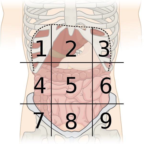 <p>which region is the left lumbar </p>