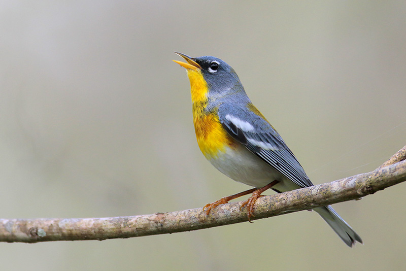 <p>northern parula </p><p>blue above<br>yellow throat + breast <br>olive nape <br>broken white eyering <br>white wing patches </p>