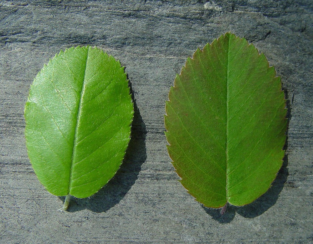 <p>Chordate leaf base</p>