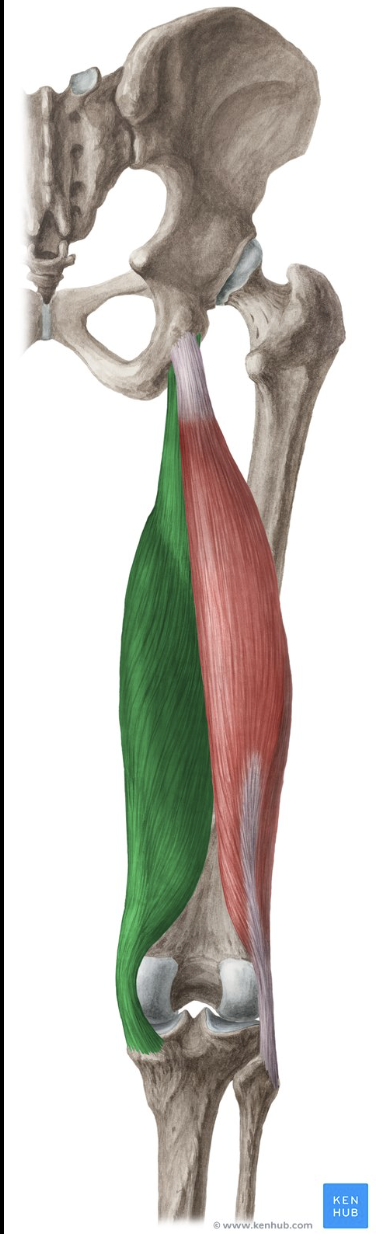 <p>Extends hip. Flexes knee. Medially rotates knee.</p>