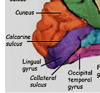 <ol><li><p>Cuneus</p></li><li><p>Calcarine sulcus/fissure</p></li><li><p>Lingual gyrus</p></li><li><p>Posterior part of occipitotemporal gyrus</p></li></ol><p></p>