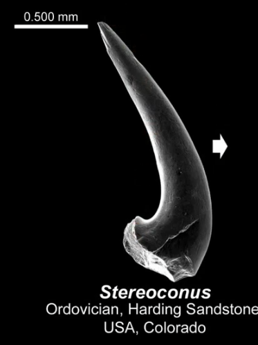 <p>Identify tyoe of conodont element</p>