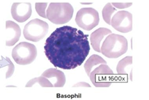 <p>Make up less than 1% of all leukocytes, cytoplasm contains big granules that stain blue/purple, bilobed nucleus, release histamine and heparin during inflammatory or allergic reactions</p>