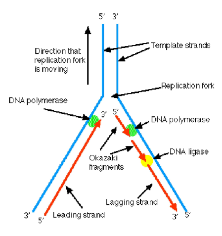 <ol><li><p>Primase makes several short RNA primers.</p></li><li><p>DNA pol III adds DNA nucleotides to the primer, forming Okazaki fragment (5’ — 3’)</p></li><li><p>After reaching the next RNA primer to the right, DNA pol III detaches and moves to the next primer.</p></li><li><p>Okazaki fragment 2 is synthesized until it reaches the first fragment.</p></li><li><p><strong><u>DNA POLYMERAGE I</u></strong> <strong>cuts out the primers and replaces the RNA with DNA.</strong></p></li><li><p><strong><u>DNA LIGASE</u> forms bonds the two fragments together. </strong>[splicing → cuts + gluing pieces together]</p></li><li><p>The lagging strand is complete in this region, and continues until entire strand is complete.</p></li></ol><p></p>