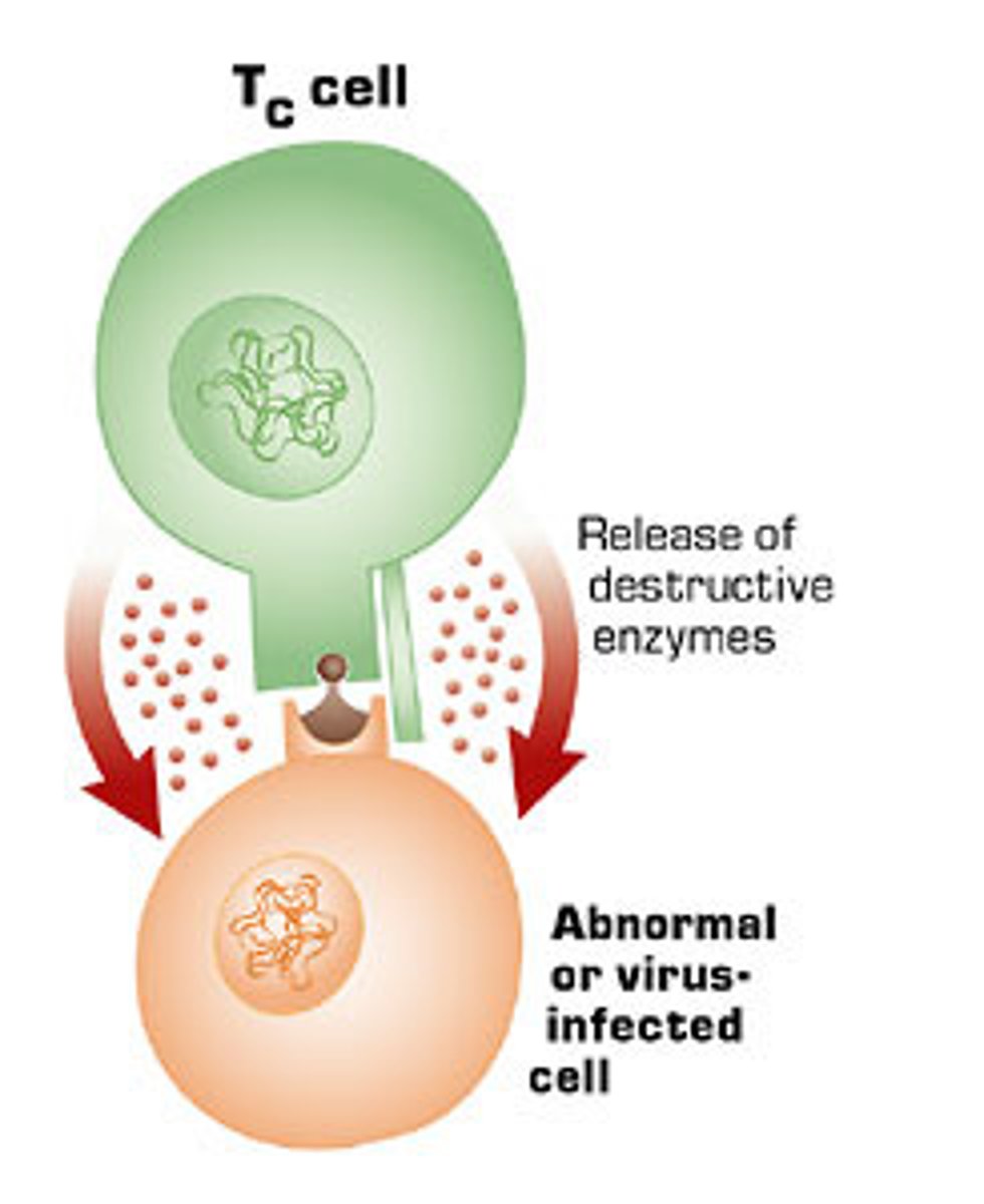 <p>cytotoxic T cells</p><p>(Note: these can attack</p><p>many cells because they</p><p>do not phagocytize their victims)</p>