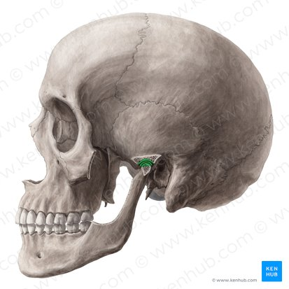 <p>What part of the skull is this?</p>