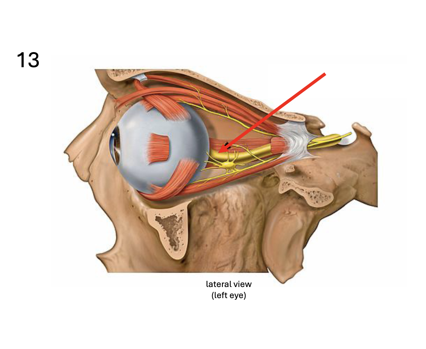 <p>Identify the <strong>nerve</strong></p>