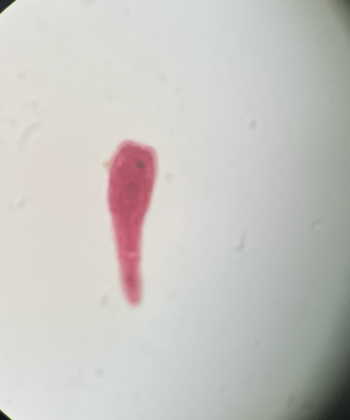 <p>Kingdom?</p><p class="p1">Phylum?</p><p class="p1">Class?</p><p class="p1">Subclass?</p><p class="p1">Order?</p><p class="p1">Family?</p><p class="p1">Species/Stage?</p>