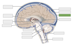 <p>This is the</p>