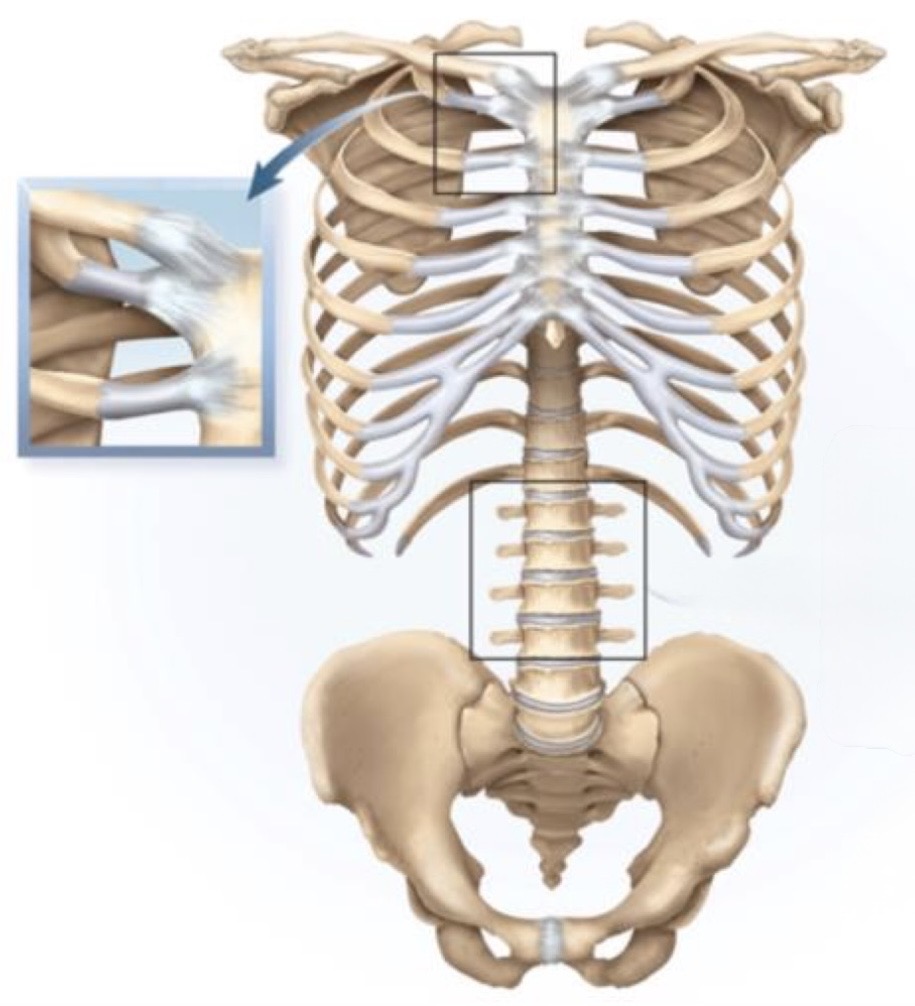 <p>What is the specific type of joint shown in the square box?</p>
