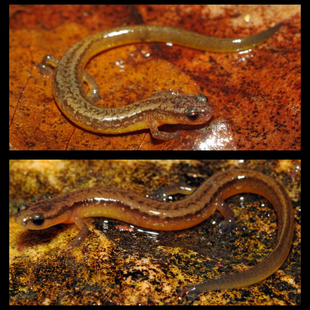 <p>Many-ribbed Salamander</p>