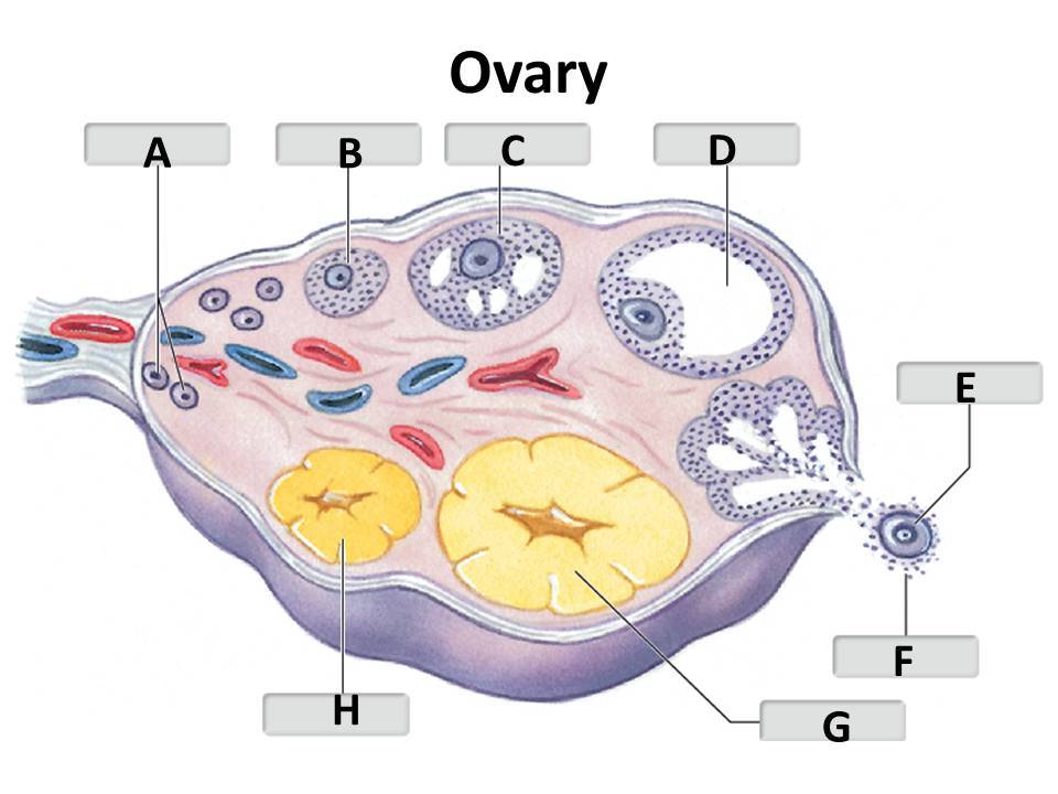 <p><span>corpus luteum</span></p>