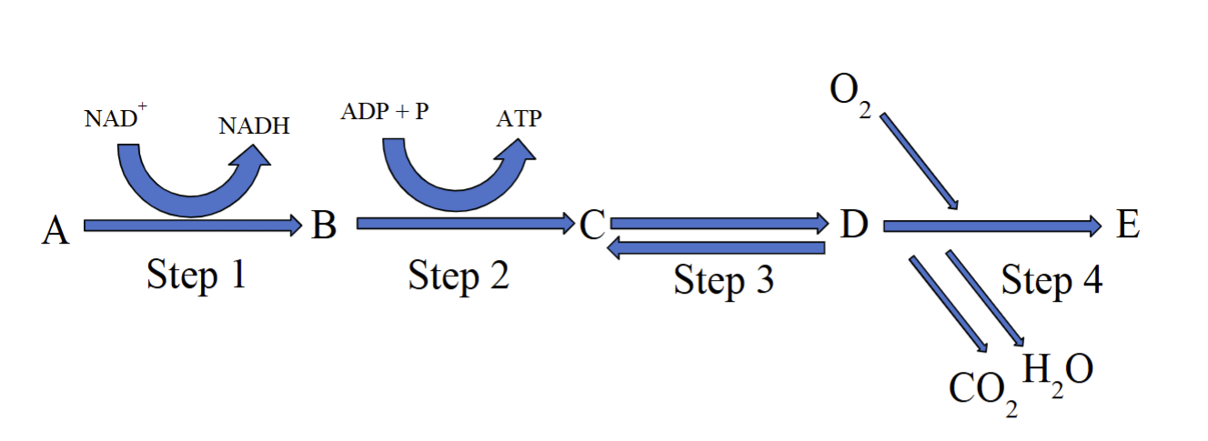 <p>What is also involved with this pathway (#1)?</p>