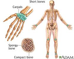 <ul><li><p>cube-like in shape </p></li><li><p>bones of the wrist (carpals) and bones of the ankles (tarsals)</p></li></ul><p></p>