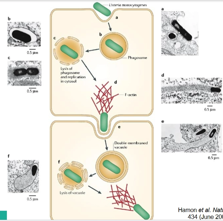 <ol><li><p>Stap 1: Lysis of the vacuole (Het blaasje opblazen)</p></li></ol><p>De bacterie zit vast in de vacuole. Om hieruit te breken, scheiden ze specifieke eiwitten (toxines) uit die gaten boren in het eukaryote membraan:</p><ul><li><p><strong><em>Listeria</em> gebruikt LLO en PlcA/PlcB:</strong> LLO (<em>Listeriolysin O</em>) vormt poriën in het membraan. PlcA en PlcB zijn fosfolipases (enzymen die vetten in het membraan afbreken). Samen lossen ze het blaasje op.</p></li><li><p><strong><em>Shigella</em> gebruikt IpaB en IpaC:</strong> Deze eiwitten (die ook al hielpen bij de invasie) vormen poriën in het vacuole-membraan, waardoor dit destabiliseert en uit elkaar valt.</p></li></ul><p></p><ol start="2"><li><p>Stap 2: Intracellular replication (Vermenigvuldiging)</p></li></ol><p>Zodra ze vrij in het cytoplasma zwemmen, beginnen <em>Listeria</em> en <em>Shigella</em> zich razendsnel te delen. Ze maken optimaal gebruik van de aanwezige nutriënten van de gastheer.</p><p></p><ol start="3"><li><p>Stap 3: Actin-based motility (De actineraket)</p></li></ol><p>Dit is het meest spectaculaire onderdeel, waarbij de bacteriën de <strong>Actin Binding Proteins</strong> misbruiken die we in je allereerste vraag bespraken:</p><ul><li><p>De bacteriën produceren een specifiek eiwit aan één kant van hun pool (hun 'achterkant'):</p><ul><li><p><strong><em>Listeria</em> gebruikt ActA.</strong></p></li><li><p><strong><em>Shigella</em> gebruikt IcsA (ook wel VirG genoemd).</strong></p></li></ul></li><li><p>Deze bacteriële eiwitten rekruteren en activeren direct het <strong>Arp2/3-complex</strong> (de actine-bouwmachine) van de gastheercel.</p></li><li><p>Er vindt een explosieve polymerisatie van actine plaats aan de achterkant van de bacterie. Dit vormt een groeiende staart van vertakt actine (een <em>actin comet tail</em>). De continue groei van deze staart duwt de bacterie als een raket met hoge snelheid door het cytoplasma heen.</p></li></ul><p></p><ol start="4"><li><p>Stap 4: Intercellular spread (Infectie van de buurcel)</p></li></ol><p>De bacterie schiet met zo'n vaart door de cel dat hij keihard tegen het buitenmembraan van de gastheercel botst. Het membraan stulpt hierdoor heel ver naar buiten uit en vormt een lange uitstulping (<em>protrusion</em>) die diep in de <strong>buurcel</strong> dringt.</p><p>De buurcel denkt dat het een normaal blaasje is en slikt deze uitstulping in. De bacterie zit nu in een <em>dubbel-membraan</em> vacuole in de buurcel. De bacterie gebruikt vervolgens weer zijn LLO/fosfolipases om ook dit dubbele membraan kapot te maken.</p><p><strong>Het grote biologische voordeel:</strong> De bacterie kan zich nu van cel naar cel verspreiden <strong>zonder</strong> dat hij ooit de cel hoeft te verlaten. Hierdoor blijft de bacterie volledig onzichtbaar voor de antistoffen en immuuncellen die buiten de cellen op de loer liggen!</p><p></p>