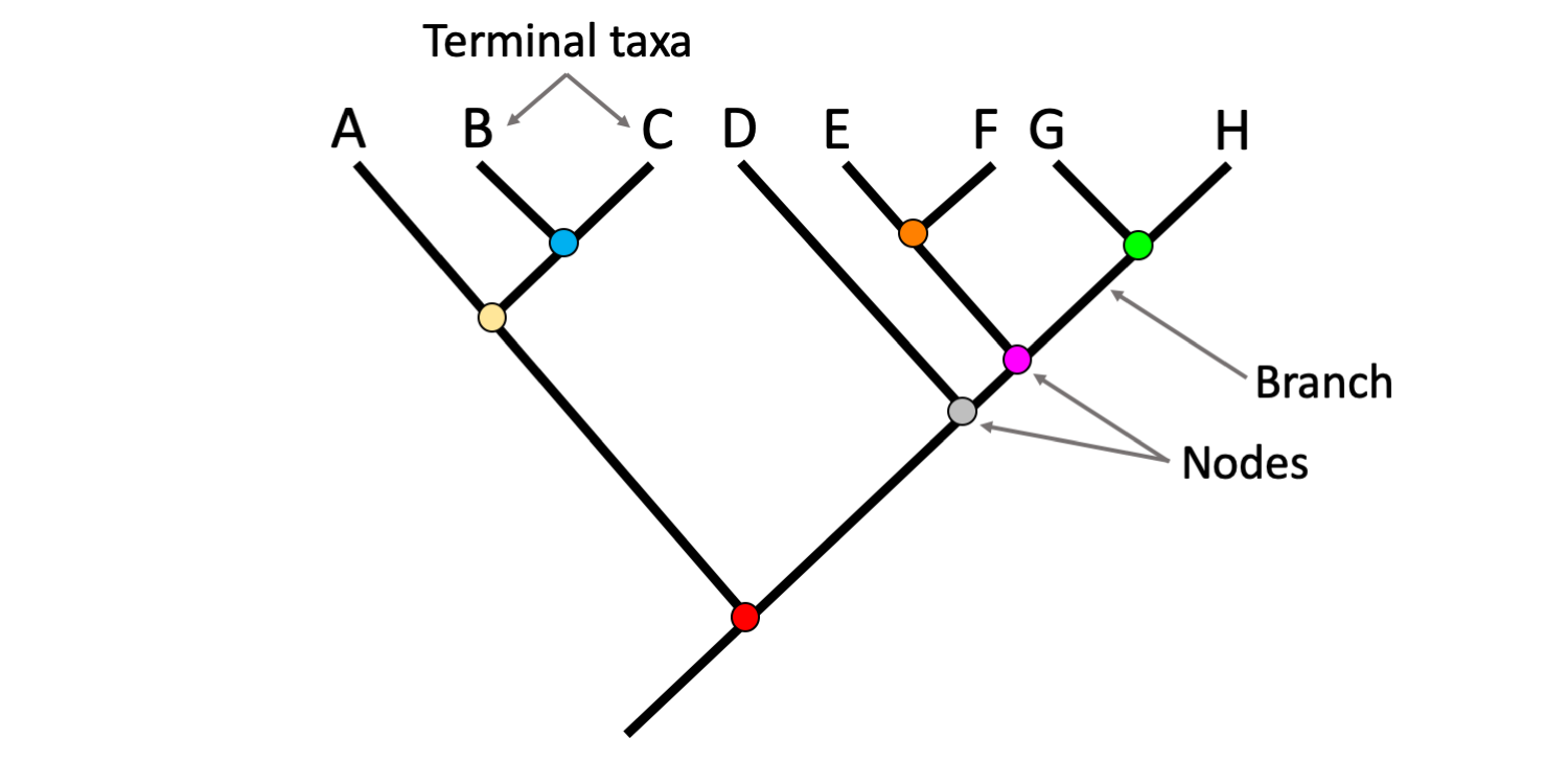 <p>the point of divergence between lineages. it represents the most recent common ancestor</p>