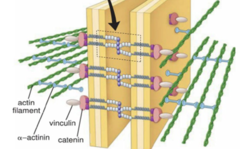 <p>What is pictured?</p>