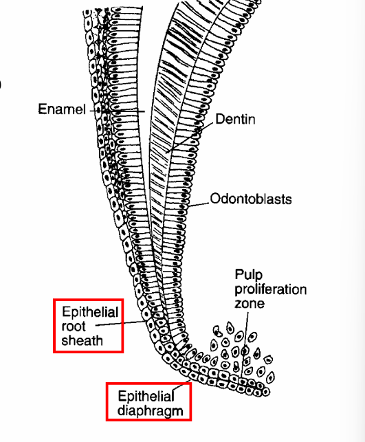 <ul><li><p>HERS</p></li><li><p>Epithelial diagram</p></li><li><p>Inner layer → induces root odontoblast</p><ul><li><p>root odontoblast creat root mantal and circumpulpal dentin</p></li></ul></li></ul><p>(occurs at a slower rate than coronal dentin)</p>